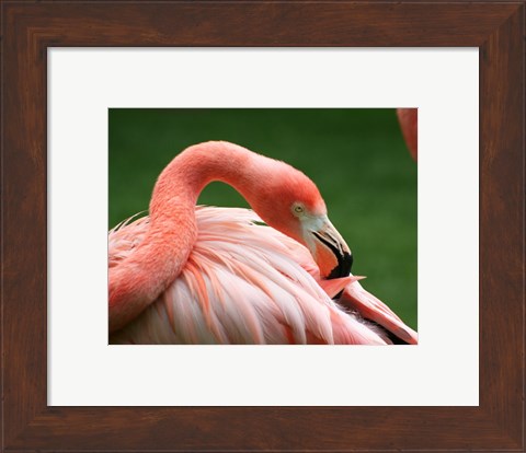 Framed Flamingo Grooming Print