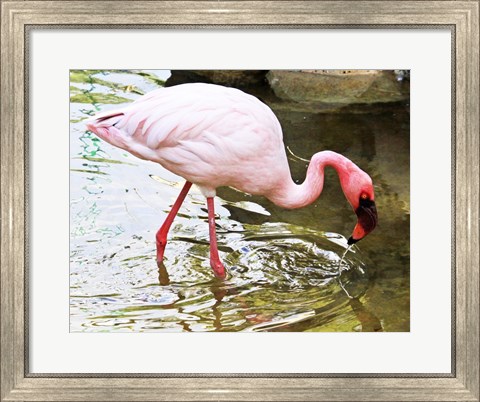 Framed Flamingo in River Print