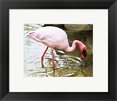 Framed Flamingo in River Print