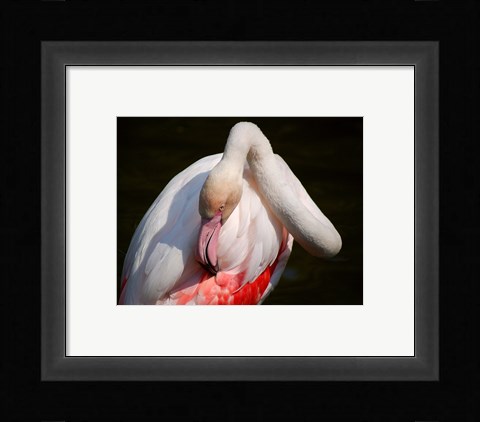 Framed Flamingo Blijdorp Print