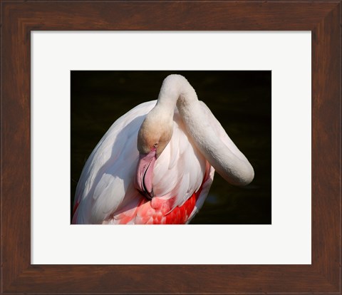Framed Flamingo Blijdorp Print