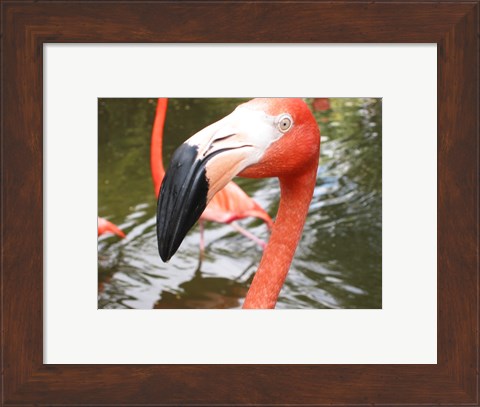 Framed Florida Flamingo Print
