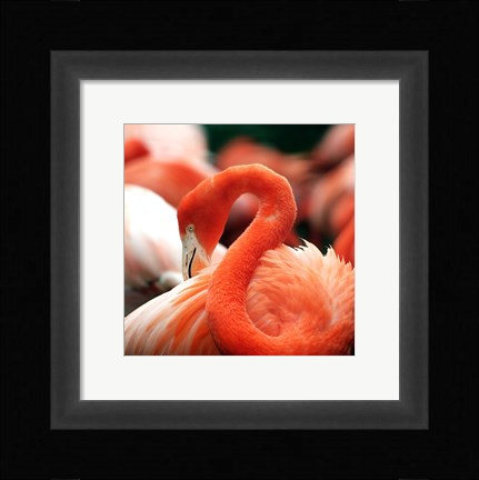 Framed Flamingo National Zoo Print