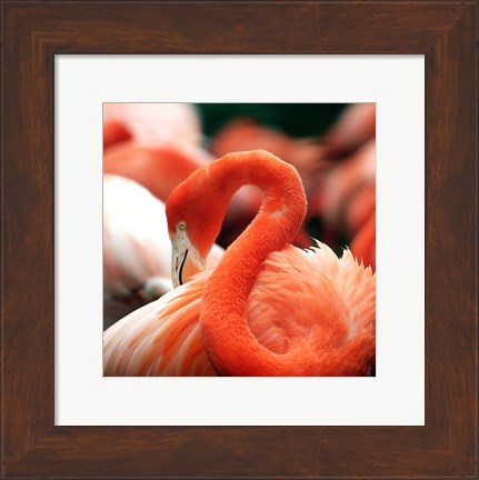 Framed Flamingo National Zoo Print