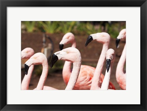 Framed Flamingo Flock Print
