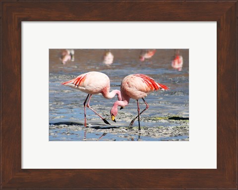 Framed Flamingos Laguna Colorada Print