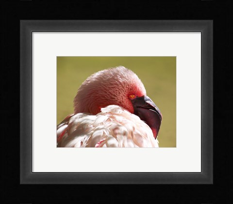 Framed Flamingos Face Close Up Print