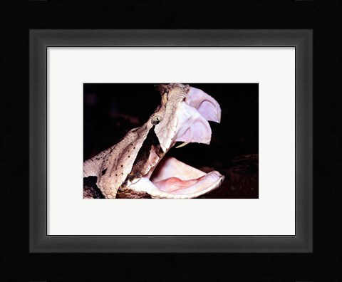 Framed Gabon Viper Fangs Print