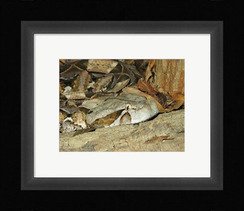 Framed Gaboon Viper Print