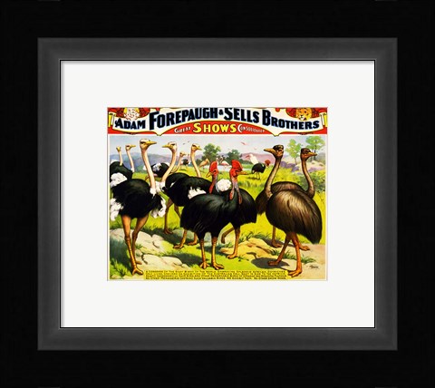 Framed Great Birds of the World, Poster 1898 Print