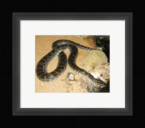 Framed Green Anaconda Print