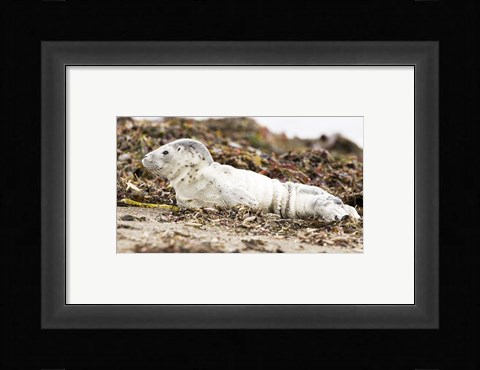 Framed Harbor Seal Pup Print