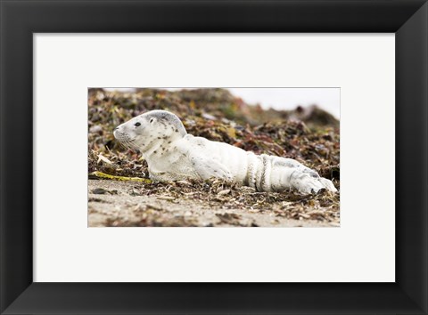 Framed Harbor Seal Pup Print