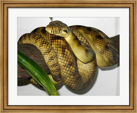 Framed High-Yellow Scrub Python Morelia Amethistina Print