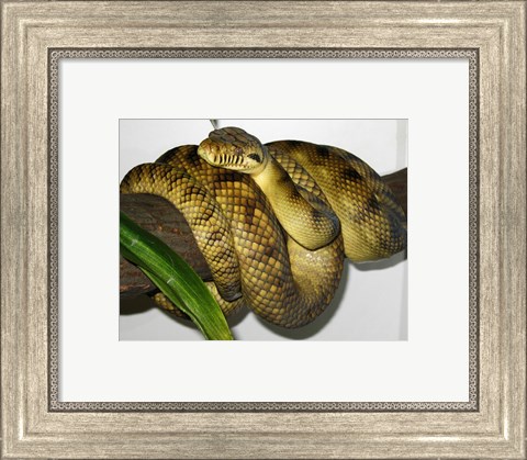 Framed High-Yellow Scrub Python Morelia Amethistina Print