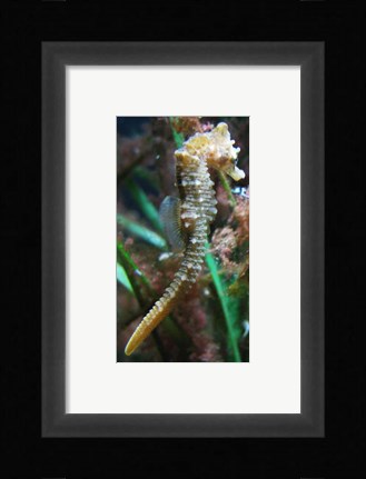 Framed Hippocampe de Mareis Print