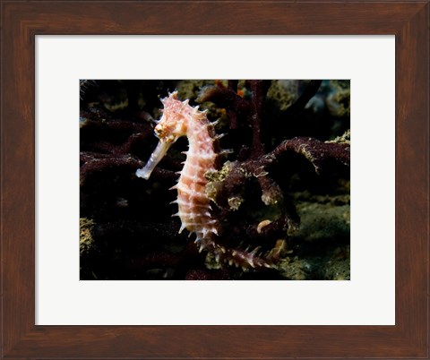 Framed Hippocampus Histrix (Beige Thorny Seahose) Print