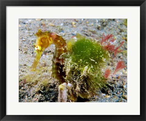 Framed Hippocampus Histrix (Juvenile Thorny Seahorse) Print