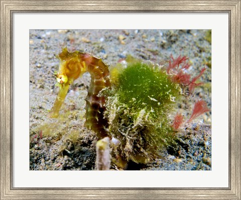 Framed Hippocampus Histrix (Juvenile Thorny Seahorse) Print