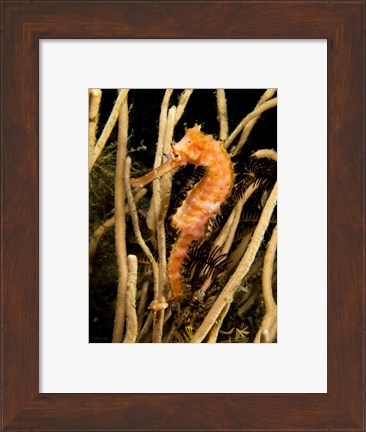 Framed Hippocampus Hystrix (Spiny Seahorse) Print