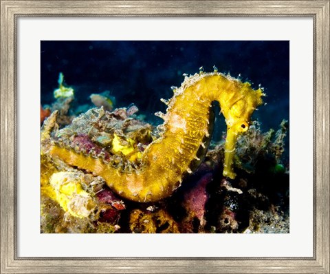 Framed Yellow Hippocampus Hystrix (Spiny Seahorse) Print