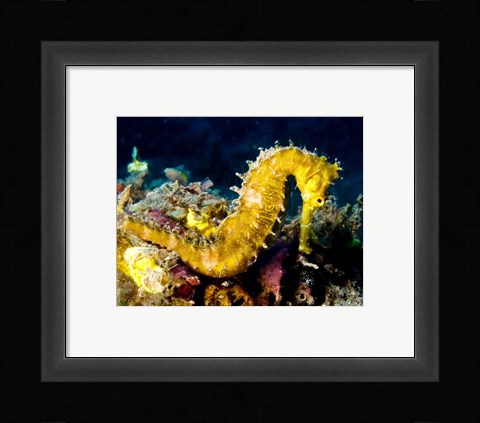 Framed Yellow Hippocampus Hystrix (Spiny Seahorse) Print