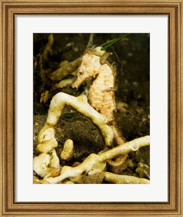 Framed Hippocampus Kuda (Estuary Seahorse) Print