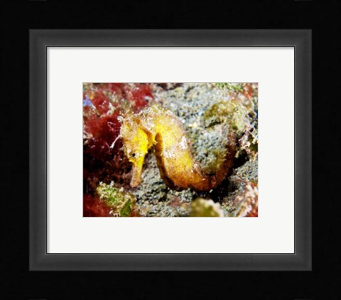 Framed Yellow Hippocampus Kuda (Estuary Seahorse) Print