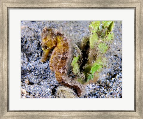 Framed Hippocampus Kuda (Yellow Estuary Seahorse) Print