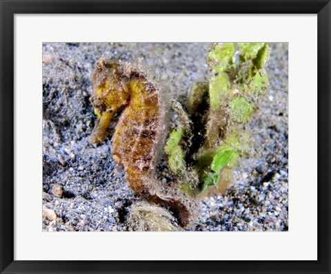 Framed Hippocampus Kuda (Yellow Estuary Seahorse) Print
