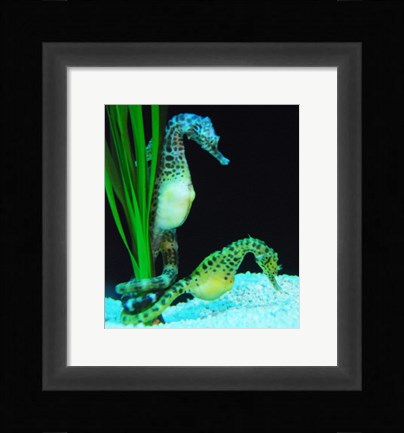 Framed Hippocampus Print