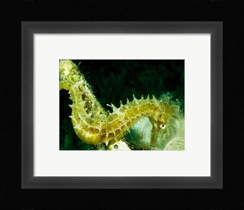Framed Green Seahorse Print