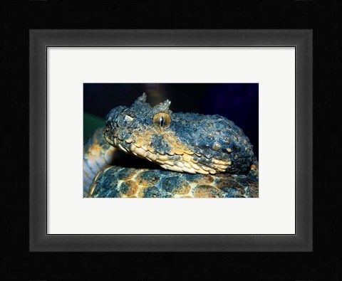 Framed Horned Viper Print