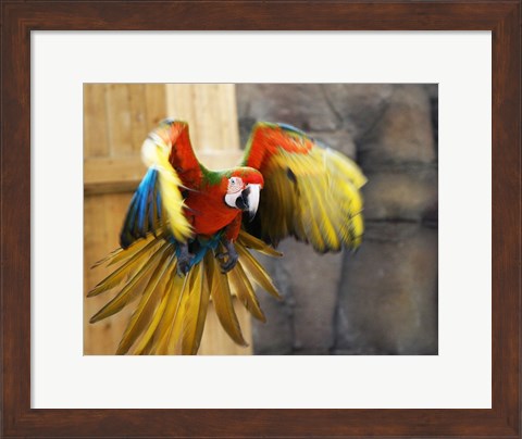 Framed Hybrid Macaw Flying Flamingo Land Print