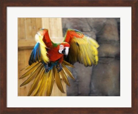 Framed Hybrid Macaw Flying Flamingo Land Print