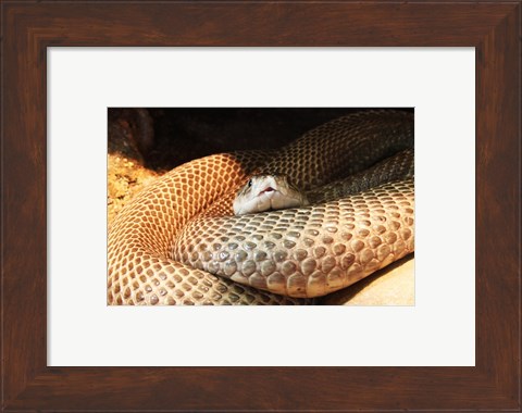 Framed Indian Cobra Coiled Up Print