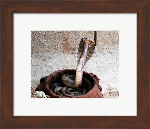 Framed Indian Cobra Print