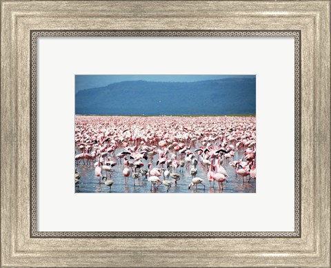 Framed Large Number of Flamingos at Lake Nakuru Print