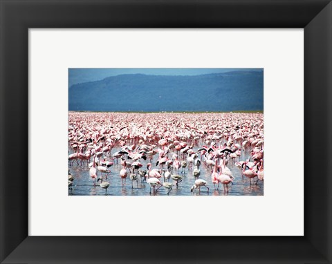 Framed Large Number of Flamingos at Lake Nakuru Print