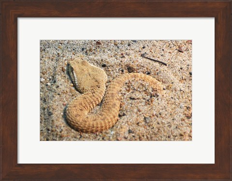 Framed Leaf Nosed Viper In Sand I Print