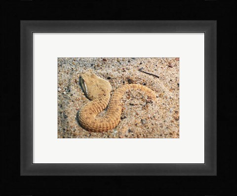 Framed Leaf Nosed Viper In Sand I Print