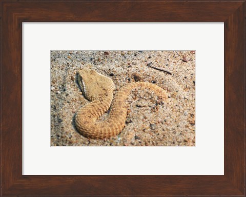 Framed Leaf Nosed Viper In Sand I Print