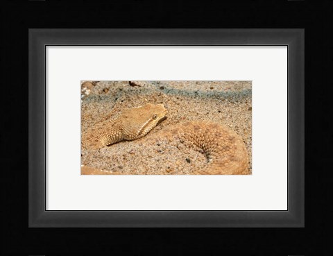 Framed Leaf Nosed Viper In Sand II Print