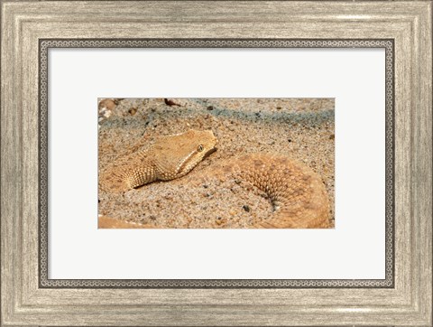 Framed Leaf Nosed Viper In Sand II Print