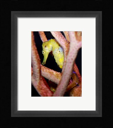 Framed Long Snout Seahorse Print