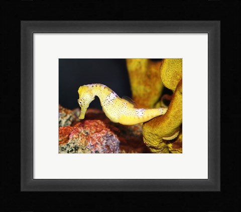 Framed Long Snout Seahorse Print