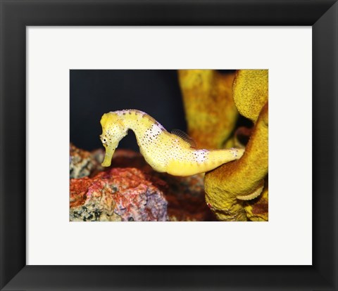 Framed Long Snout Seahorse Print