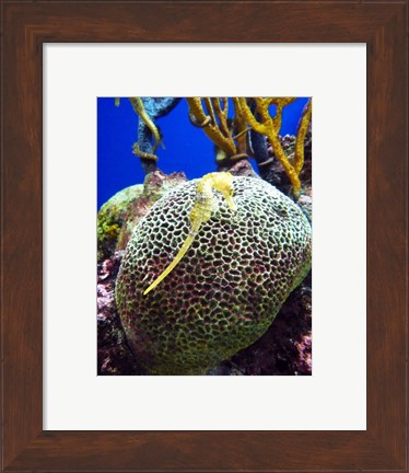 Framed Long Snouted Seahorse Print