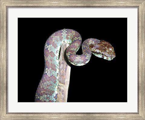 Framed Malabar Pit Viper Print