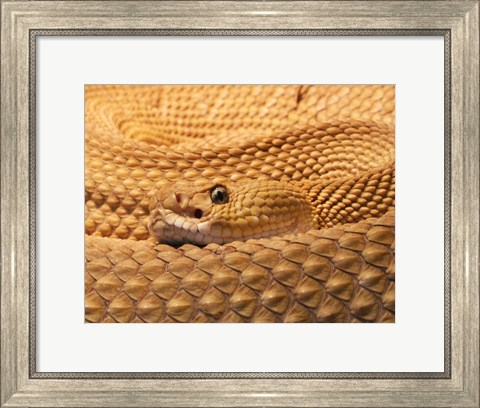 Framed Mexican West Coast Rattlesnake Print